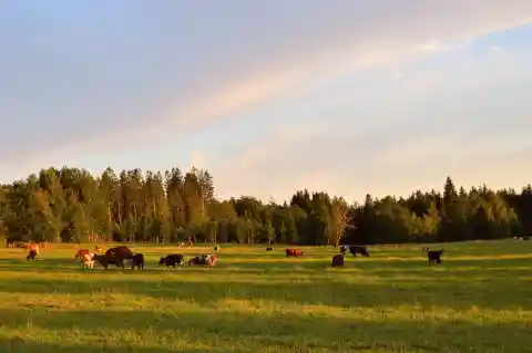 24. All Animals Broke Loose