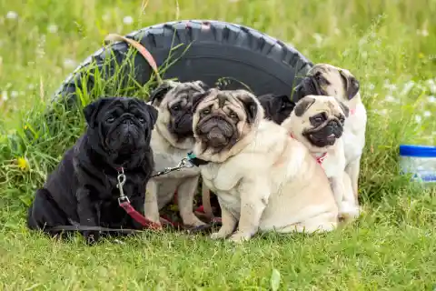 39. The Pug Parade