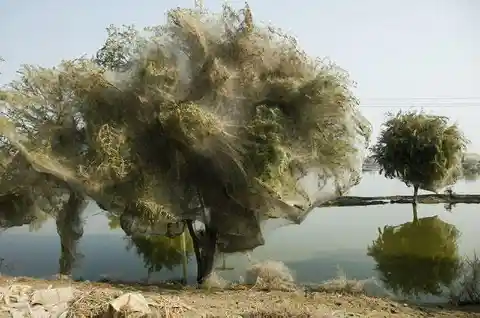 Spiders cocooning themselves in trees during a flood
