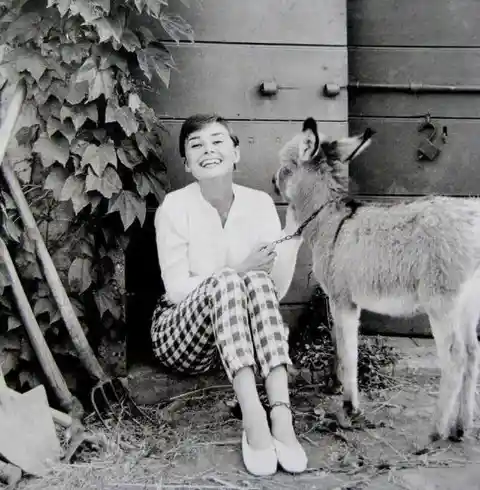 Doe-eyed Audrey Hepburn laughing with a donkey on the set of War and Peace back in 1955