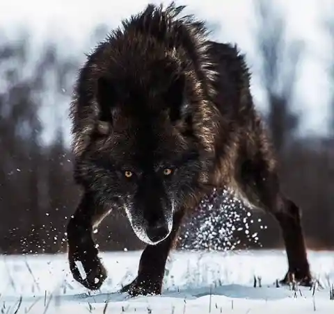This Black timber wolf is ready to attack