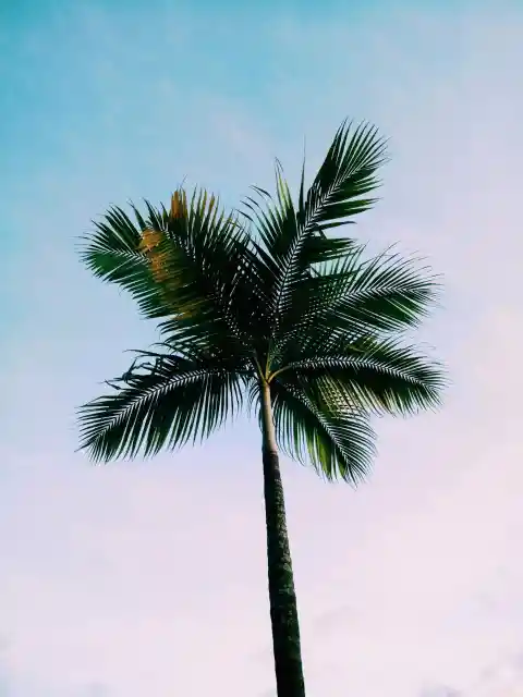 31. Palm Tree Pummeling