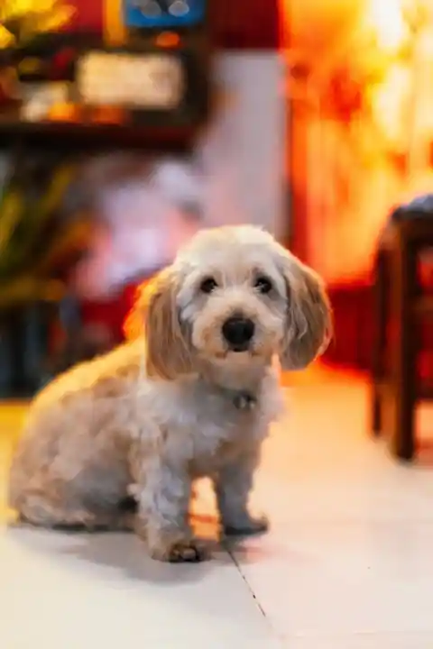 40. Unpleasant Companion