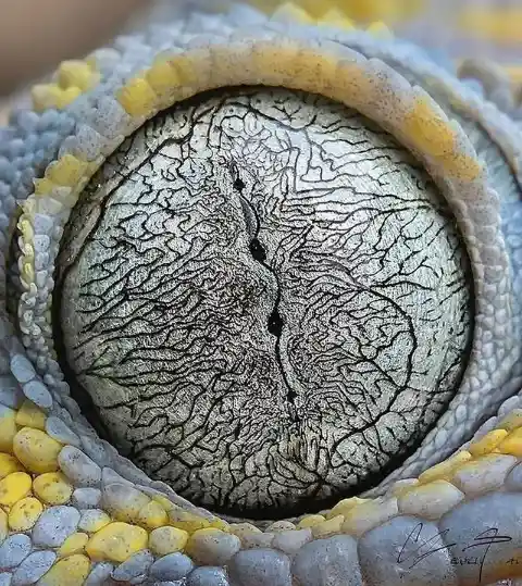 The eye of a tokay gecko
