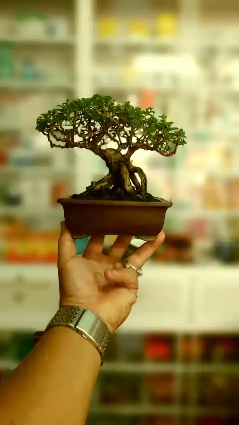 The Joy of Building Little Worlds