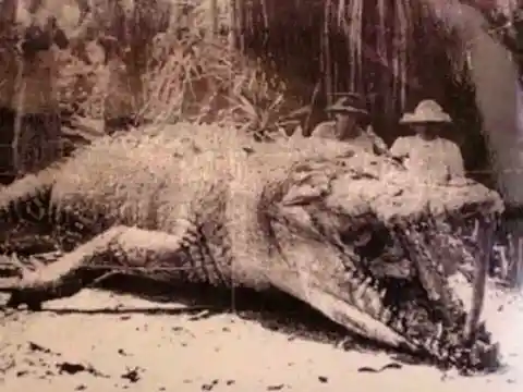 The only known photograph of the giant 28ft crocodile that was killed in Queensland, Australia, in 1957