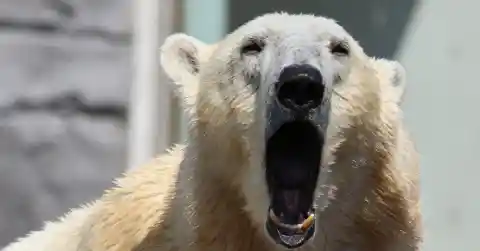 Where Are They Found?