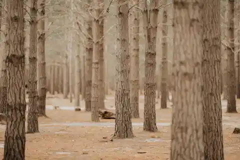 44. Terrifying Night in the Pine Barrens