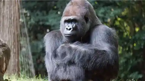 Captivating Daily Spectacle