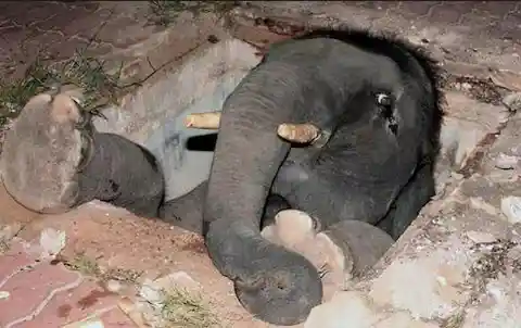 A baby elephant stuck in a manhole