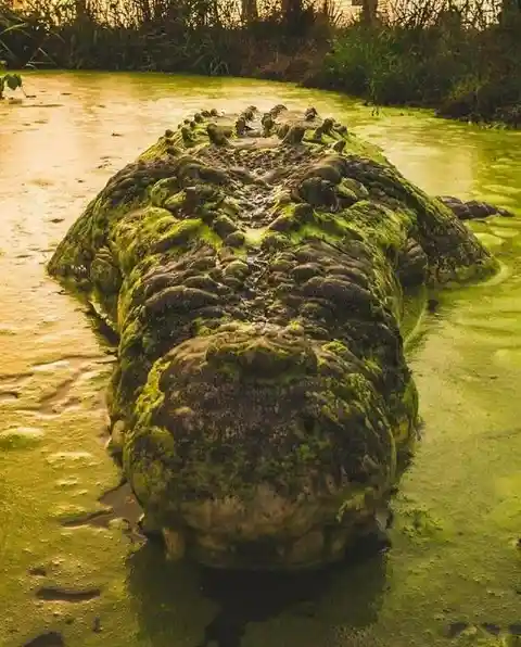 The ultimate staring contest with a giant crocodile