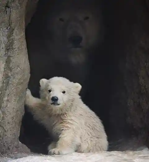 Look closer...in the darkness stands this baby polar bears' mother and she will not hesitate to attack
