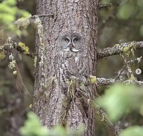 Do you see it Look closer the Gray Owl is hiding in plain sight