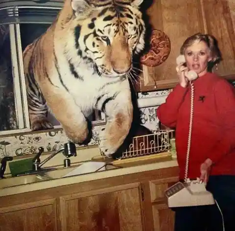 Tippi Hedren and her tiger Gregory on the set of her film, Roar 1981