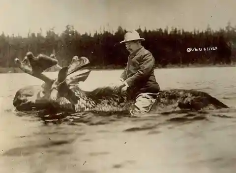 President Theodore Roosevelt riding a moose across a river in 1912