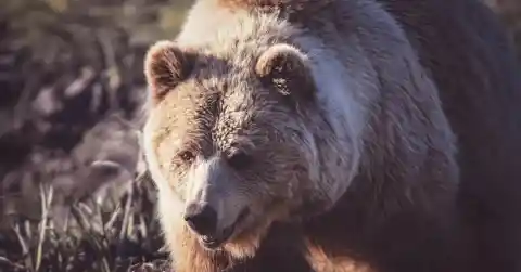 Faster Than A Cat In A Jar