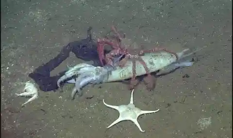 A crab and sea stars feast upon a squid carcass