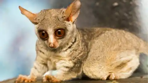 An Unexpected Visitor