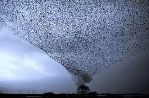 Crazy bird tornado