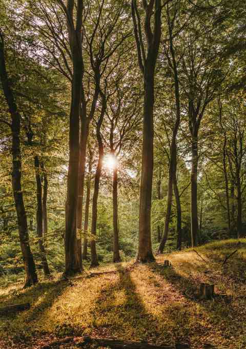 18. Tales of Wilderness Stares and Silent Woods