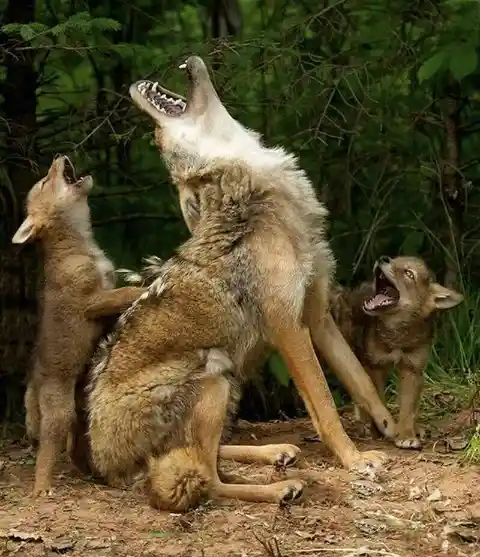 Coyote pups learning to howl