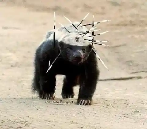 The honey badger can survive through the worst of conditions due to their super power... thick skin