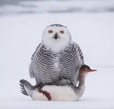 A snowy owl chilling with his buddy