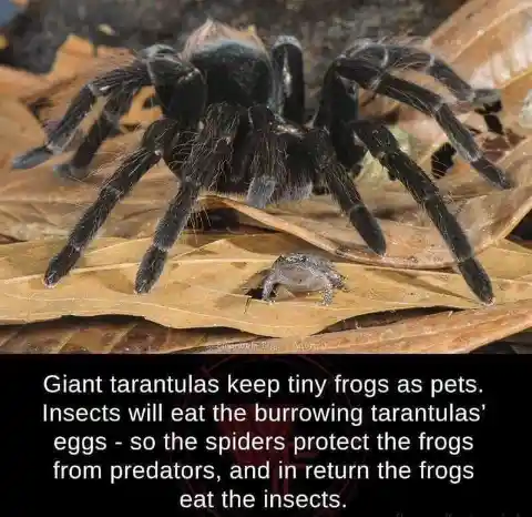 A seriously scary odd couple... how tarantulas and frogs help each other survive