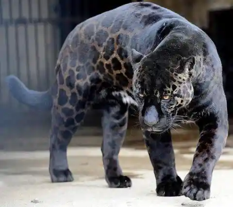 One of the rarest animals on the planet, the Black Jaguar