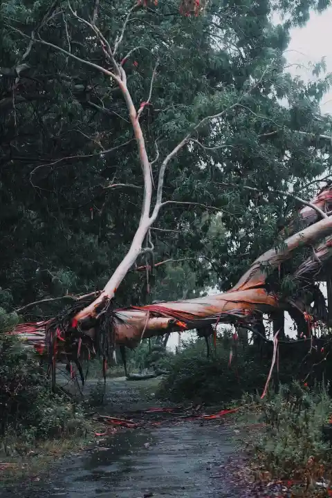 38. Natural Disasters 