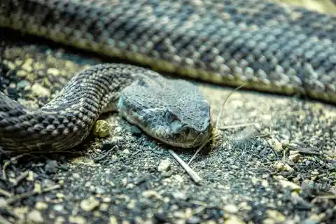 25. Bright Blue Rattlesnake