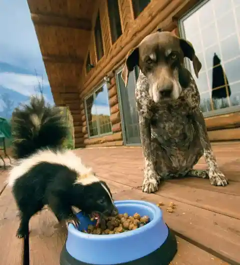 A very wise dog waiting until his buddy finishes eating