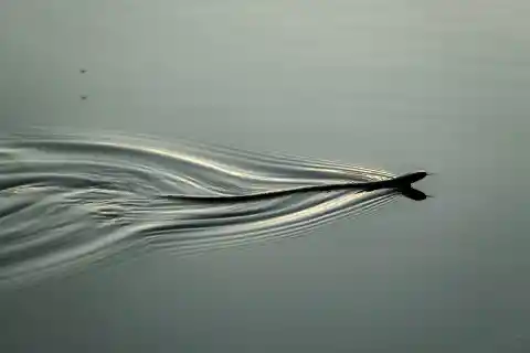 28. The Long Follower