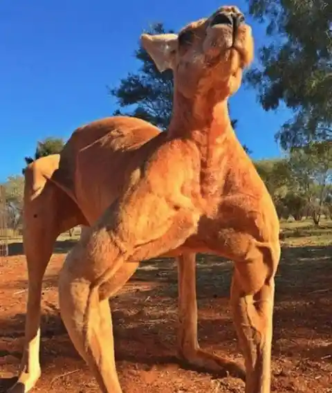 Roger the buff kangaroo nearly died as a joey