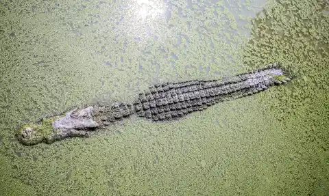 An Alligator 