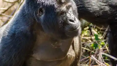 Unveiling His Secrets