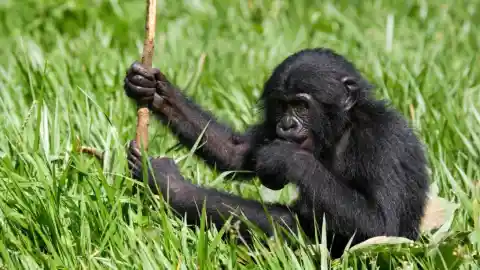 Gorilla's Intelligence And Adaptability