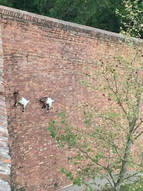 These goats defy gravity