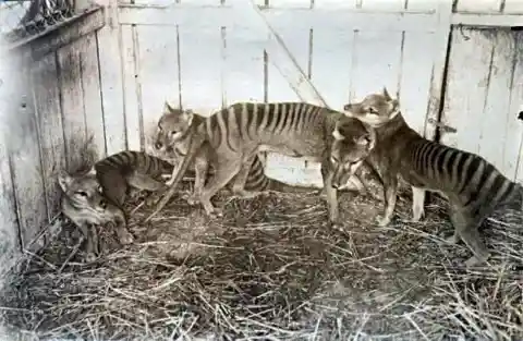 Sadly, this Tasmanian Tiger family at the Beaumaris Zoo in Hobart in 1910, is extinct