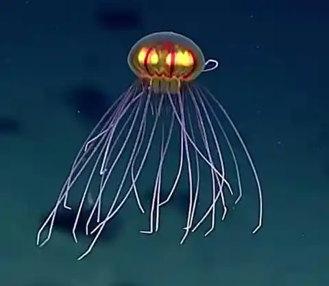 This Deep Sea Jellyfish Looks Like It Came From Outer Space