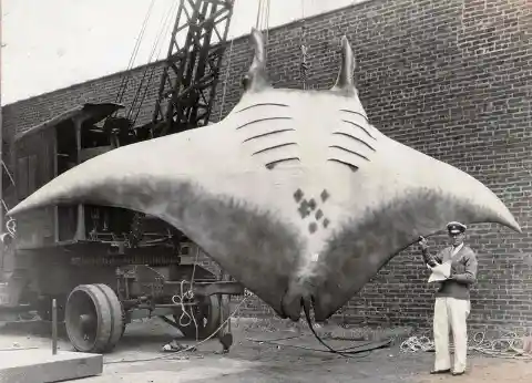 Here's a 20-foot wide, 5,000 lb. manta ray that got entangled in a boat's anchor line