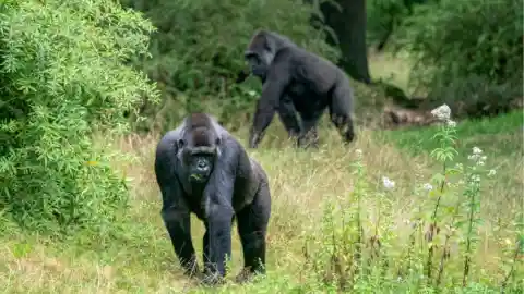 The Complex Language Of Gorillas