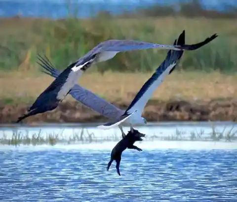 A white bellied sea eagle preys on a feral pig