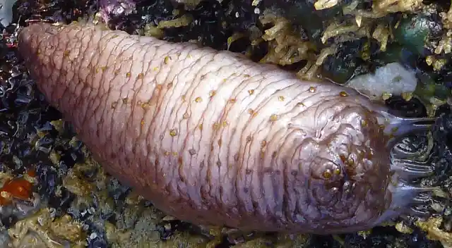 5 Reasons Sea Cucumbers Are the Best Kind of Cucumber