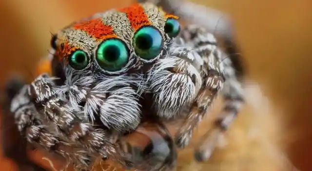 Arachnophobia: 5 Reasons You Shouldn’t Fear Spiders