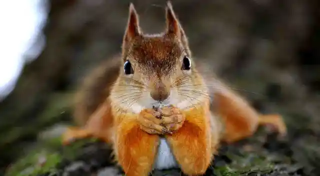 10 Squirrels Who Have a Major Case of the Mondays