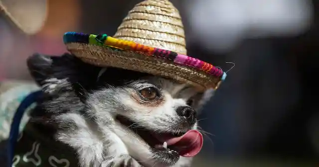 12 Pictures of Animals Wearing Sombreros