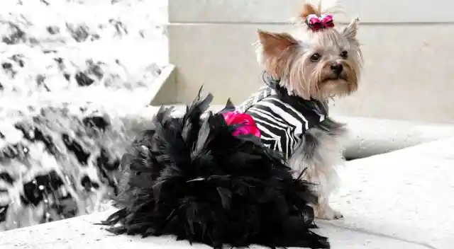 10 Stylish Dogs Who Want to Take You Shopping