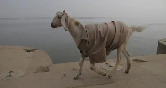 14 Goats Wearing Human Outfits