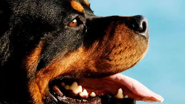 Avoid These 9 Dangerous Dog Breeds at All Costs